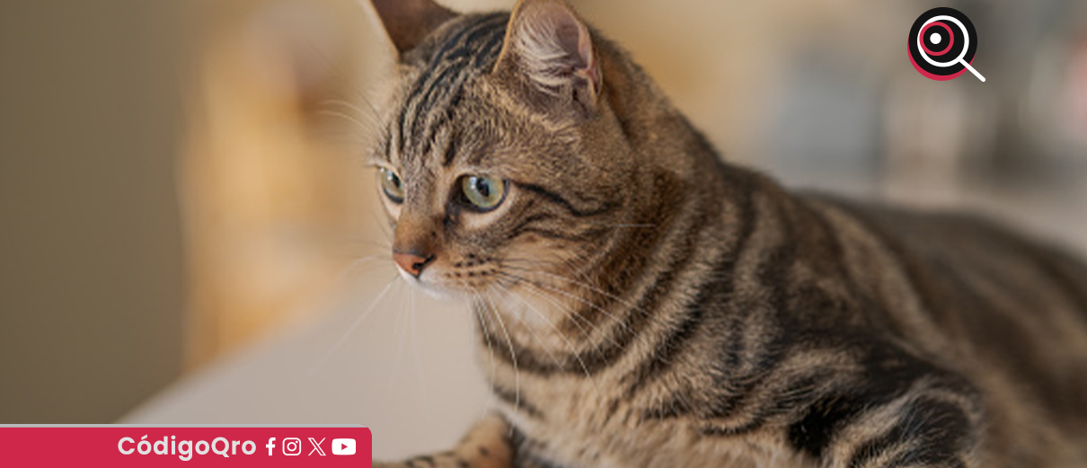 desmienten, caso, rabia, gato, Querétaro,