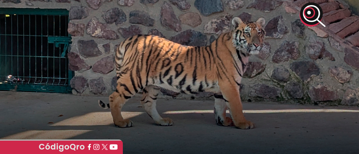 Profepa, resguardo, ejemplares rescatados,