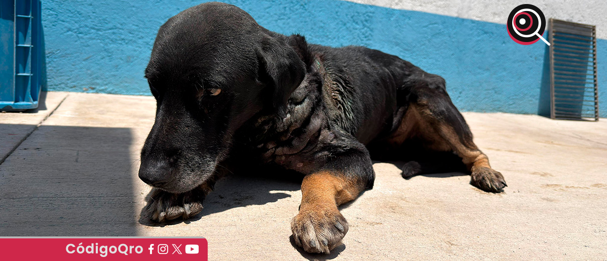 Atienden en El Marqués a un perro con gusano barrenador