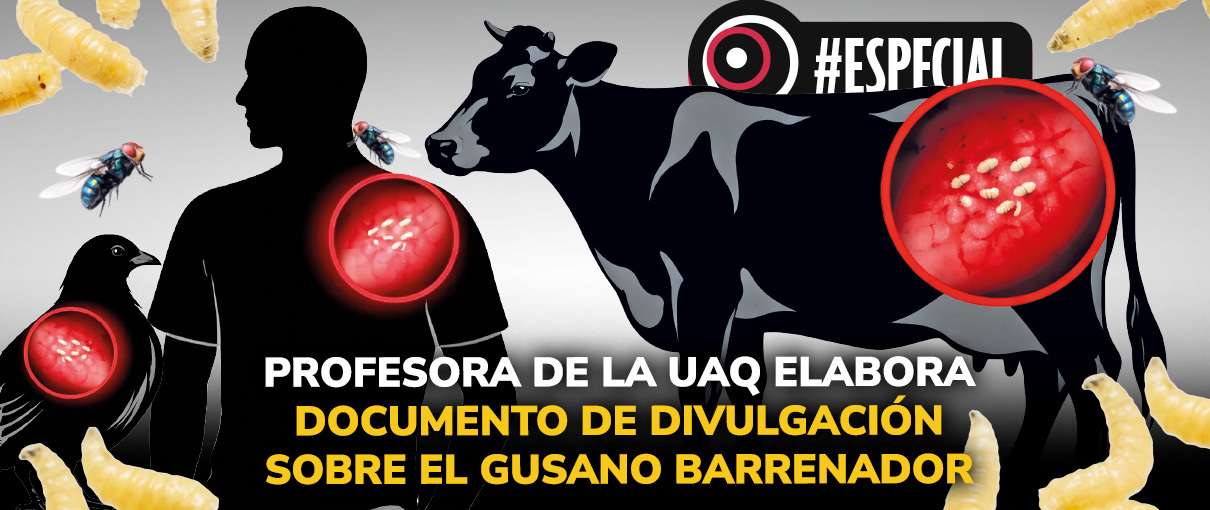Profesora de la UAQ elabora documento de divulgación sobre el gusano barrenador