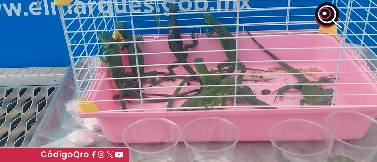 IMPA, iguanas, tortugas, venta irregular,