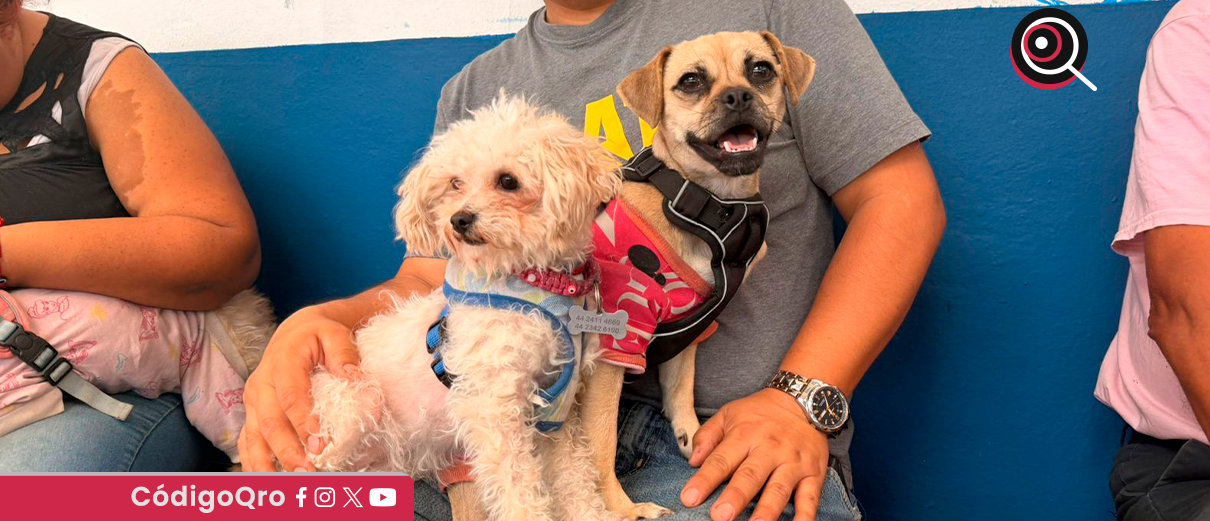 Bienestar Animal, Municipio de Querétaro, mascotas,