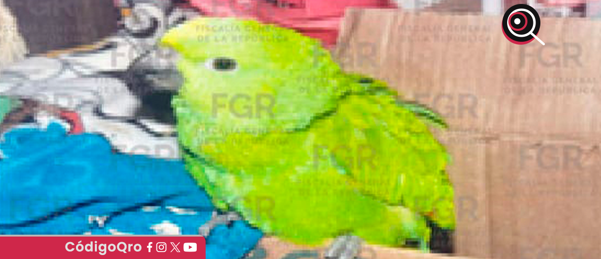 Ave ene peligro de extinción