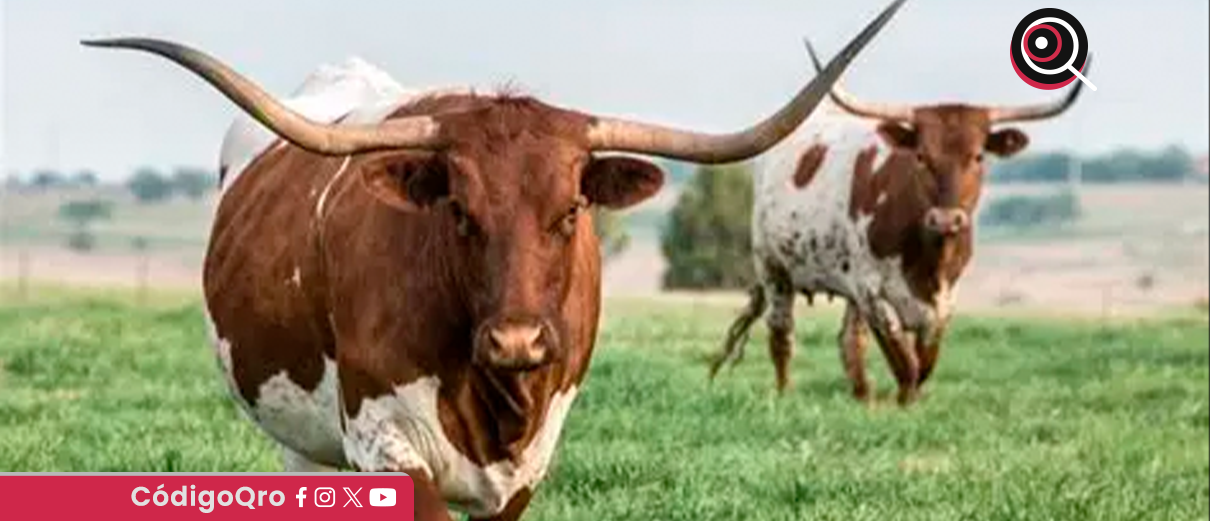 USDA, alerta, caso, mosca barrenadora, Texas,