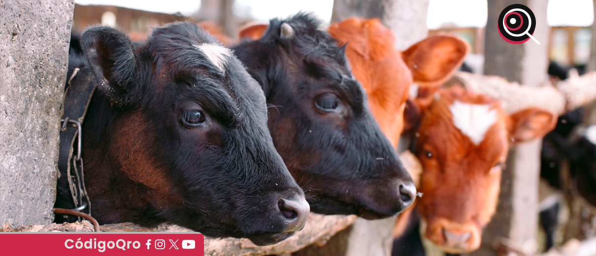 Sedea, gusano barrenador, Querétaro,