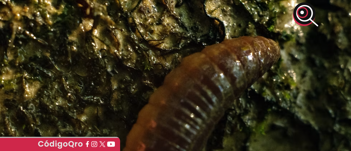 caso, gusano barrenador, perro, El Marqués,