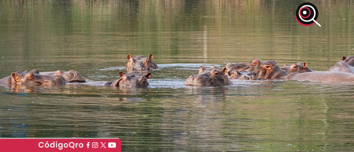 Hipopótamos en el río Magdalena