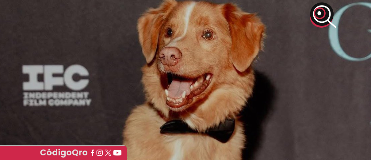 Good Boy, Indy, Astra 2026