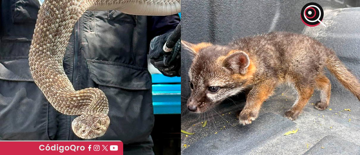 IMPA, rescata, víbora de cascabel, resguarda, zorro gris,