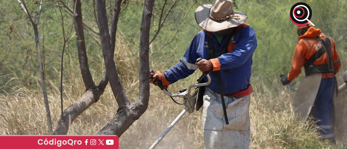 labores, limpieza, control, mosquitos, Querétaro 2000,