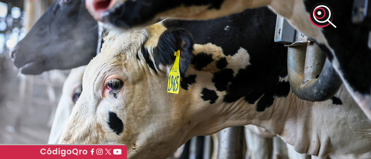 México suma más de 14 mil casos de gusano barrenador