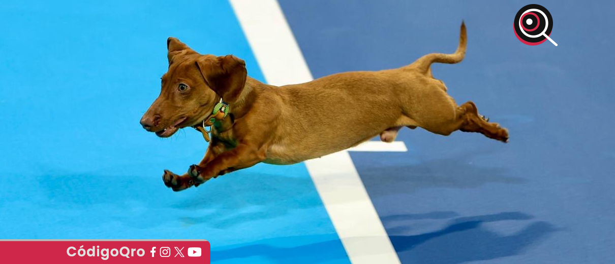 Alexander Zverev, Mishka, Acapulco 
