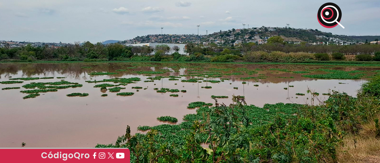 Vecinos denuncian proliferación de mosquitos en colonias aledañas al parque Querétaro 2000
