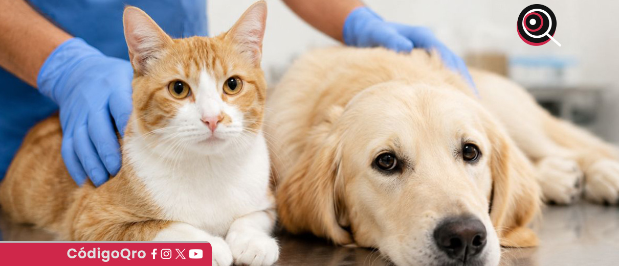 Los municipios metropolitanos buscan homologar sus normas de bienestar animal