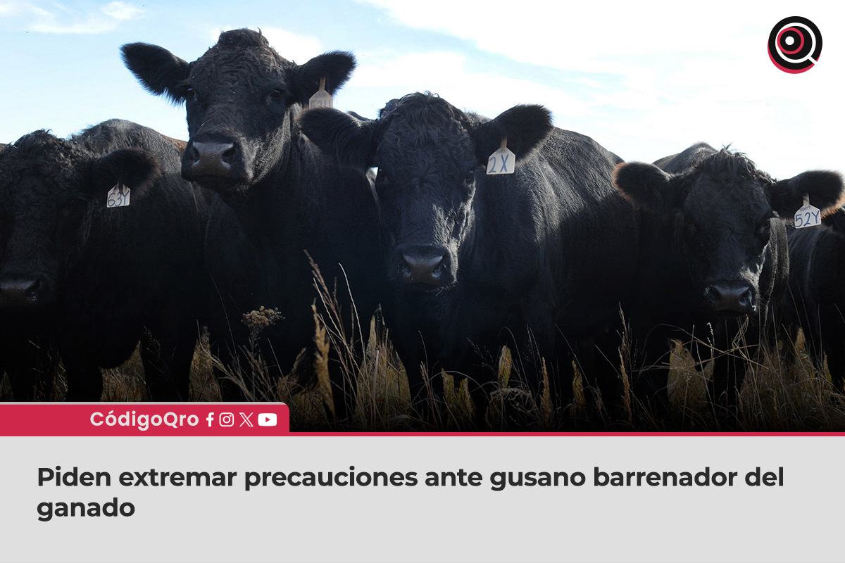 Piden extremar precauciones ante gusano barrenador del ganado