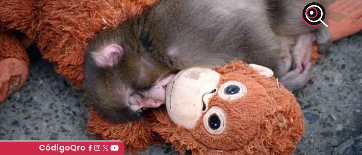 PETA pide el traslado de Punch a un santuario