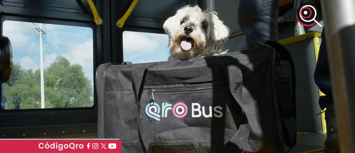 PetFriendly Qrobus