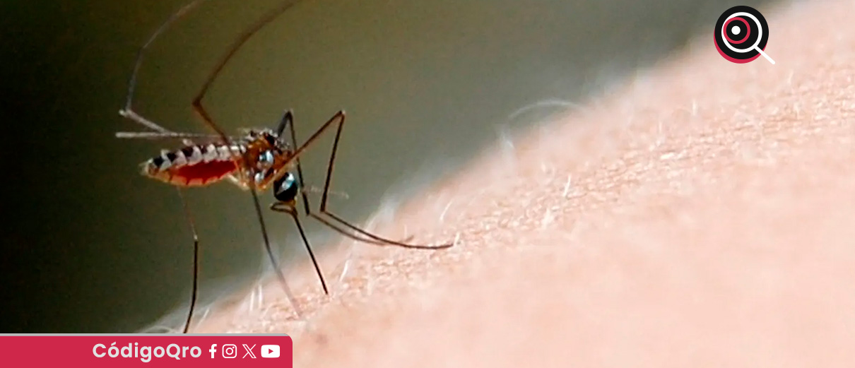 Querétaro mantiene un caso positivo de dengue