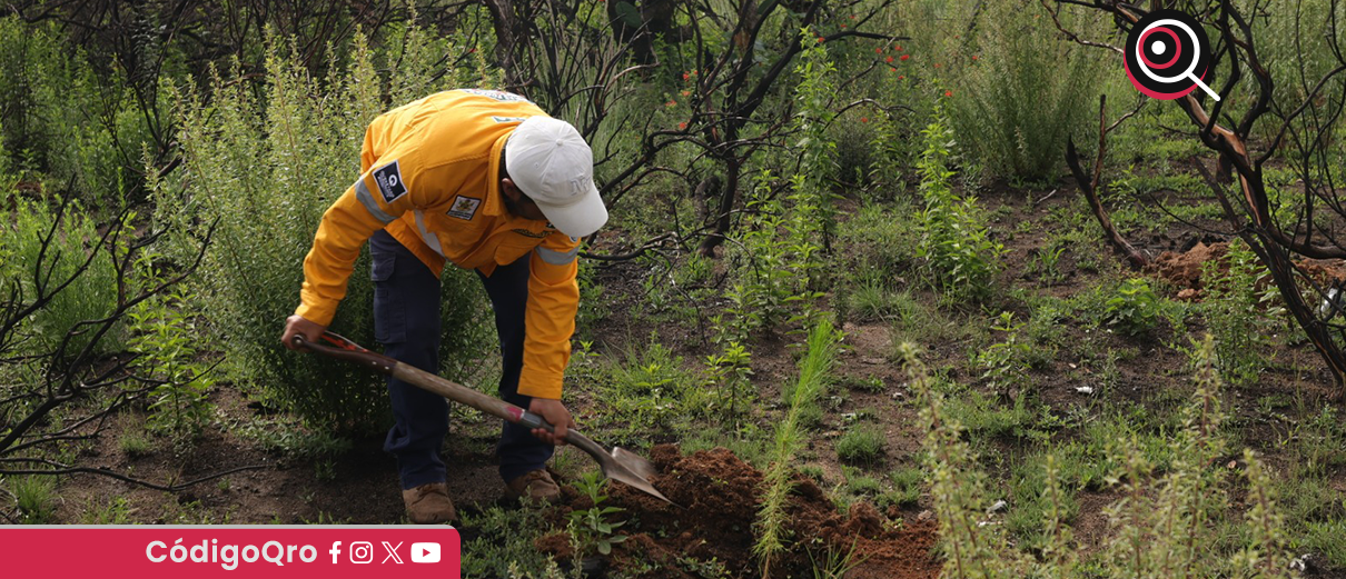 Sedea, reforestación, Huimilpan, 22 mil plantas,