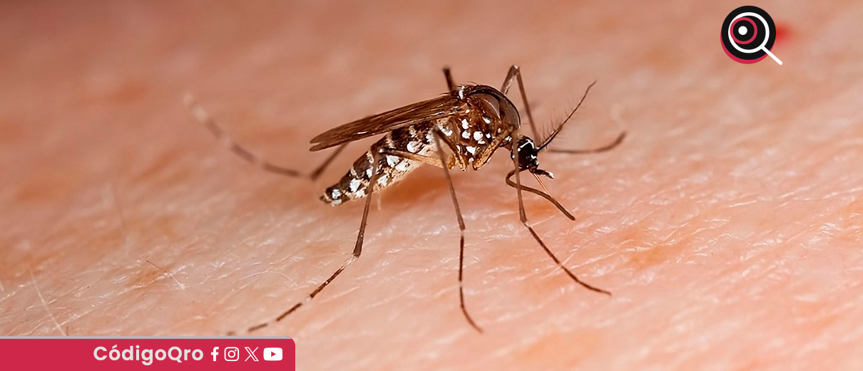 Refuerzan acciones contra dengue y chikungunya en Querétaro