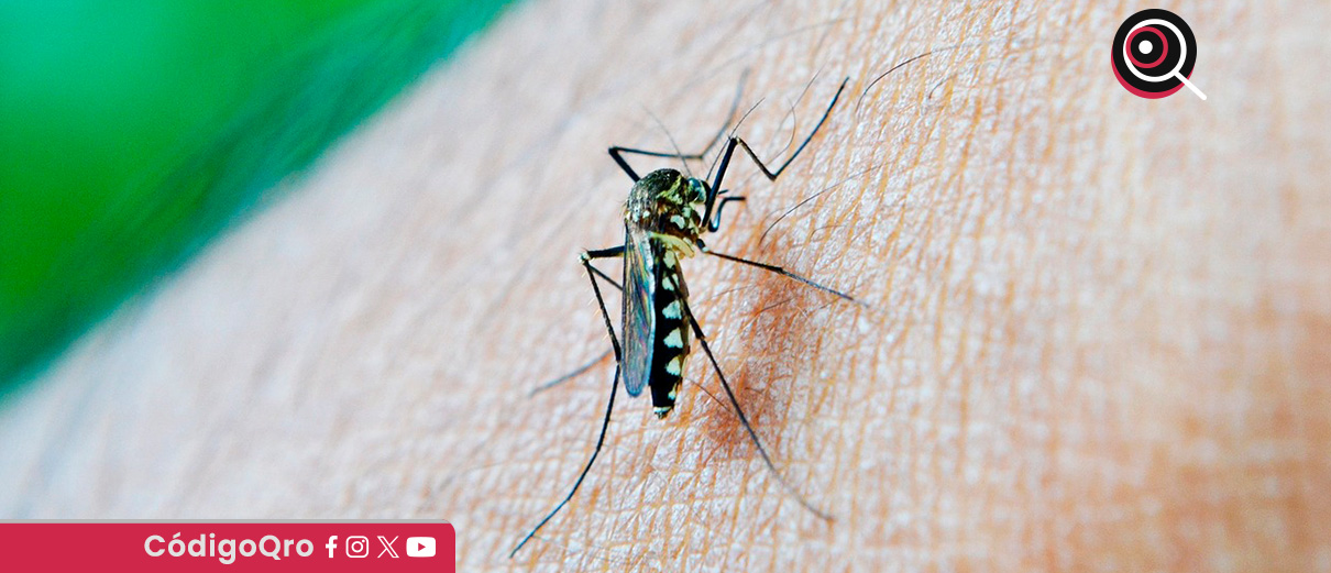 Reportan un caso de dengue con signos de alarma en Querétaro