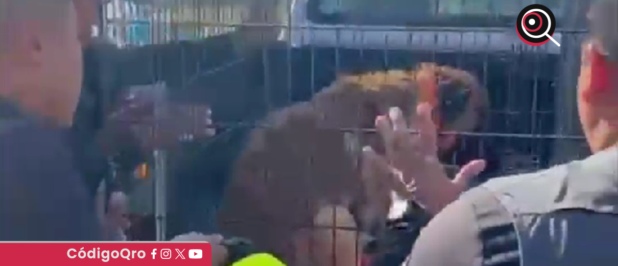 rescatan, perrito, El Marqués, 