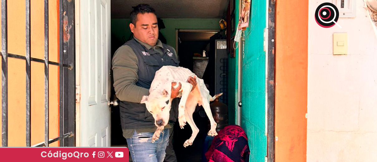 El Marqués rescata una pitbull abandonada en La Pradera