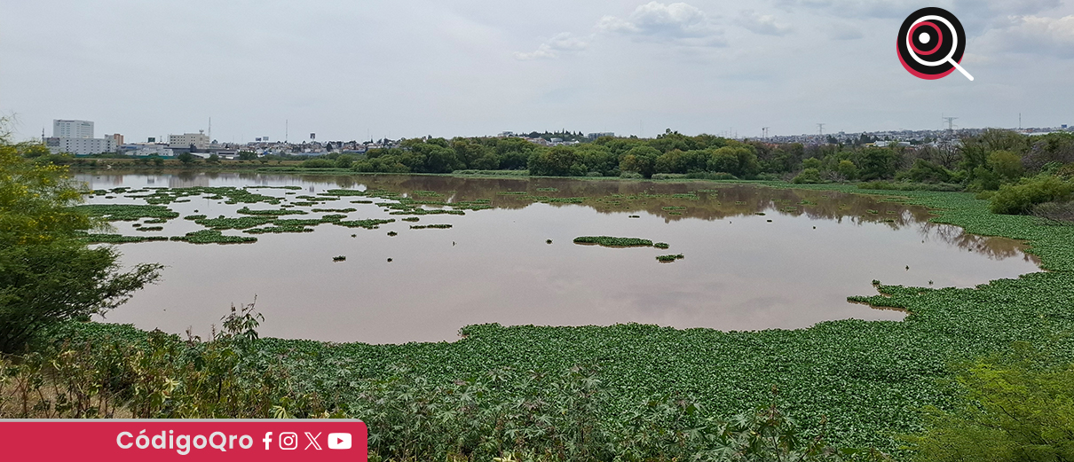 Avanza retiro del lirio acuático en el bordo Benito Juárez