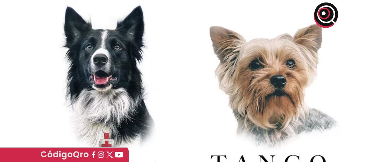 SCJN avala reducir pena contra responsable de muerte de Athos y Tango