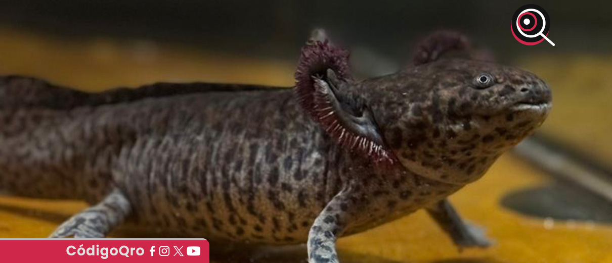 Secult llama a preservar el ajolote, símbolo de identidad