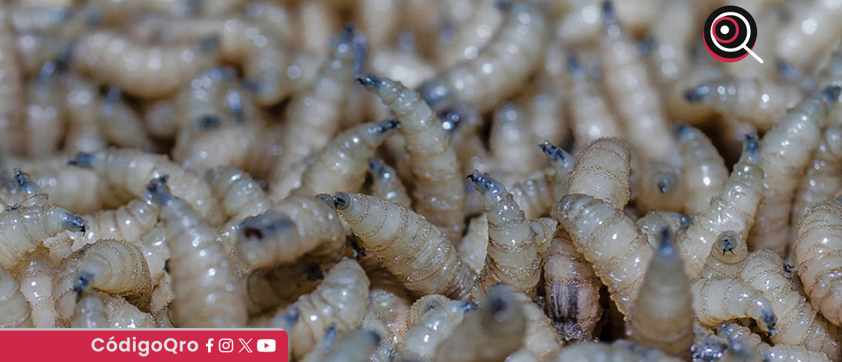 Suman 50 casos de gusano barrenador en Querétaro: Sedea