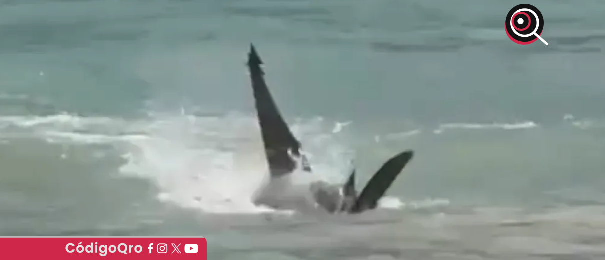 Tiburón muerde a nieto de Lupita D'Alessio en Tulum