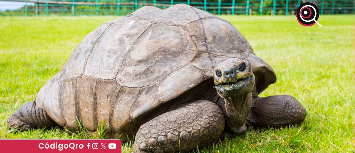 tortuga, Jonathan, animal, más antiguo, mundo,