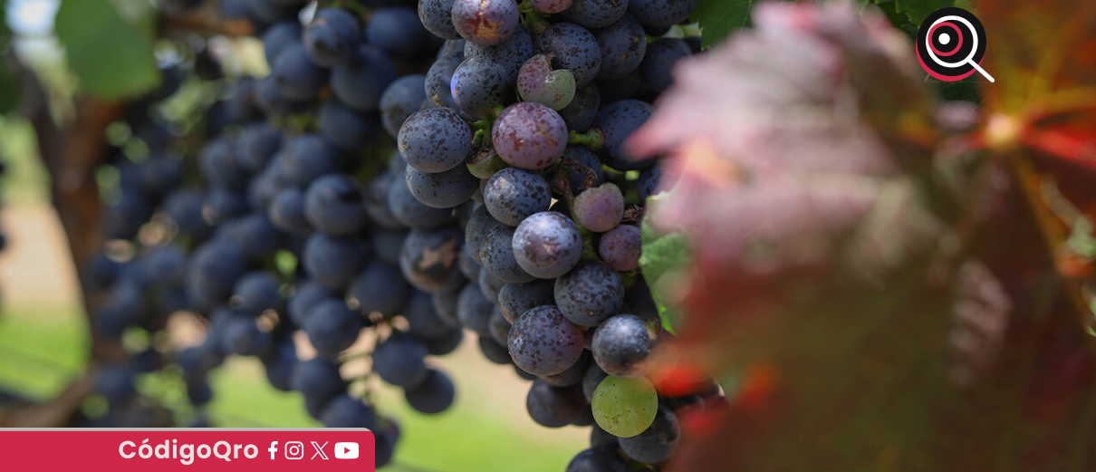 Viñedos La Redonda denuncia despojo violento en Ezequiel Montes