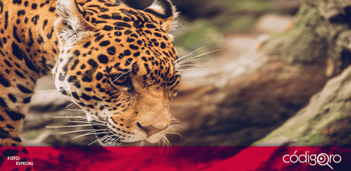 En Colombia, 780 animales de diversas especies están en riesgo en el zoológico Santacruz