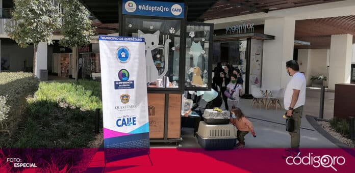 El municipio de Querétaro instalará módulos de adopción de mascotas en plazas comerciales. Foto: Especial