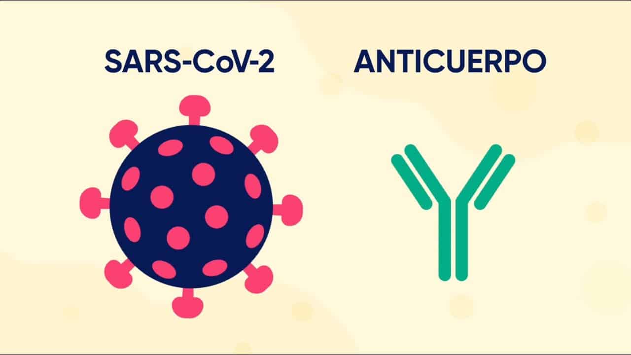 Los anticuerpos monoclonales se usan para el diagnóstico y tratamiento de muchas enfermedades, incluida la COVID-19