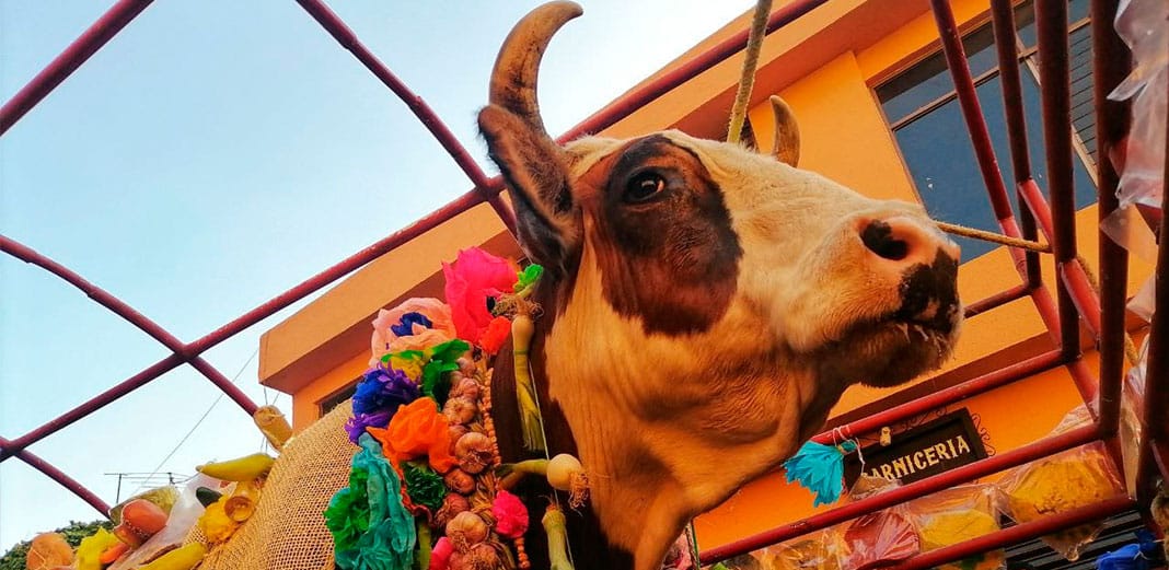 El Paseo del Buey se festeja para celebrar a la Virgen de El Pueblito. Foto: Especial