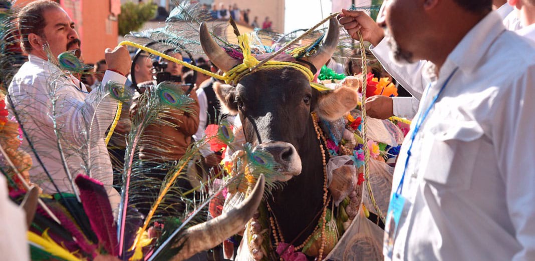 En febrero, El Pueblito celebra el tradicional Paseo del Buey. Foto: Especial