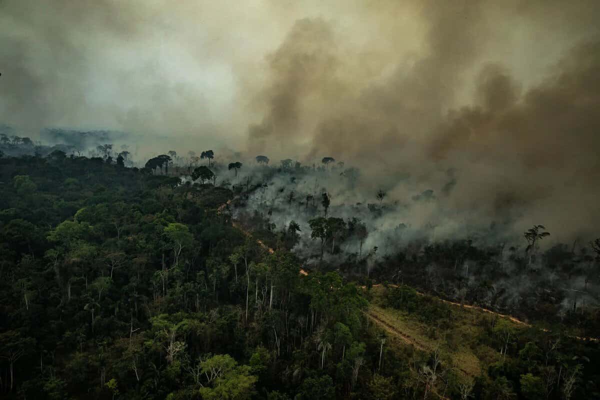 Desde que Bolsonaro asumió el poder, en 2019, los índices de deforestación se han disparado en la mayor selva tropical del mundo