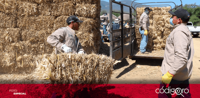 Sedea entrega alimento para ganado en Jalpan de Serra y en Arroyo Seco, beneficiando a 569 ganaderos en respuesta a la sequía