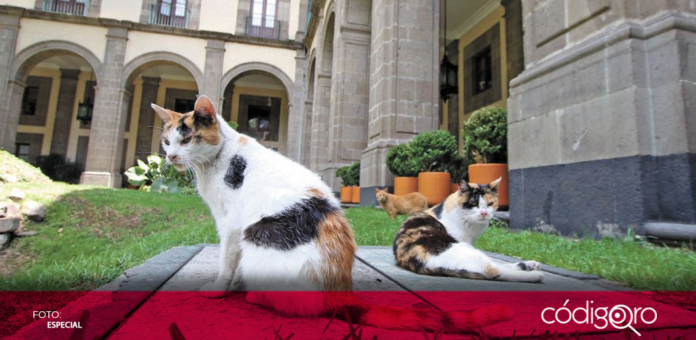 Presidente de México es reconocido por PETA, debido a la protección de los gatos que habitan en Palacio Nacional; fueron declarados como 