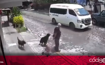 Una jauría de perros atacó a una mujer adulta mayor en la comunidad de La Palma. Foto: Especial