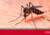El estado de Querétaro ha detectado 13 casos de dengue durante 2024. Foto: Especial