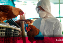 Autoridades sanitarias de EUA dijeron que por ahora no hay riesgo de pandemia por gripe aviar, pese a que hay 12 estados estadounidenses con brotes en vacas lecheras y 3 personas contagiadas con este virus