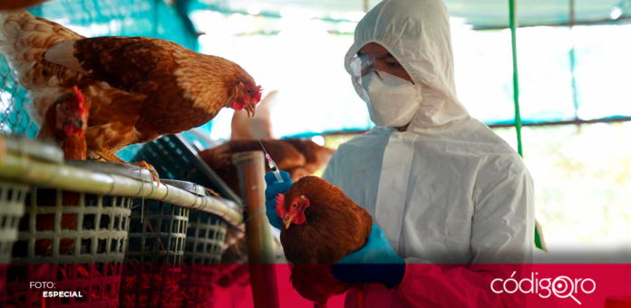 Autoridades sanitarias de EUA dijeron que por ahora no hay riesgo de pandemia por gripe aviar, pese a que hay 12 estados estadounidenses con brotes en vacas lecheras y 3 personas contagiadas con este virus