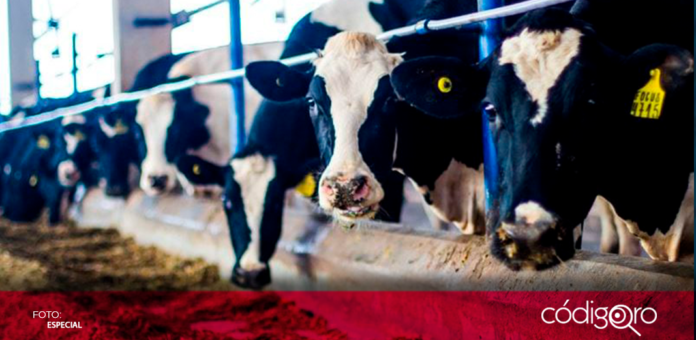Un total de 24 empresas estadounidenses están trabajando para hallar una vacuna contra la gripe aviar para el ganado vacuno; el virus se propaga entre los rebaños lecheros, informó el secretario de Agricultura de EUA