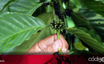Pese al inicio de la temporada de lluvias, la sequía ha afectado al 80% de las cosechas de café en el sur del país durante este año; por ello, los productores urgen al Gobierno de México ha declarar una emergencia 