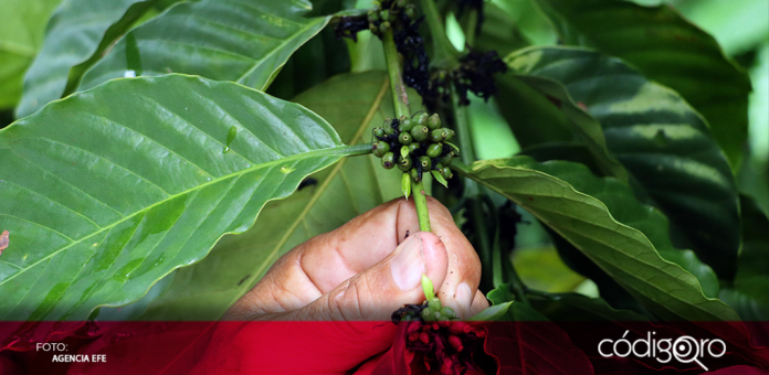 Pese al inicio de la temporada de lluvias, la sequía ha afectado al 80% de las cosechas de café en el sur del país durante este año; por ello, los productores urgen al Gobierno de México ha declarar una emergencia 