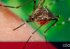 La Secretaría de Salud del estado informó que se han registrado 35 casos positivos de dengue en la entidad hasta el 5 de julio de 2024